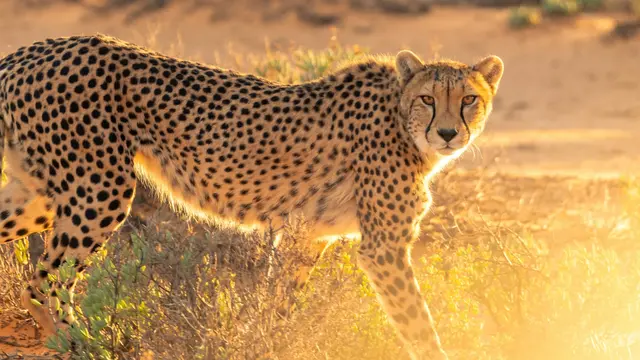 Cheetah