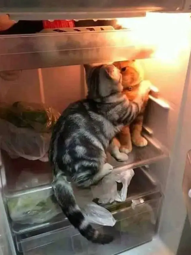 10 Momen Nyeleneh Kucing Masuk Kulkas, Ada yang Nyantai Hingga Cari Makanan