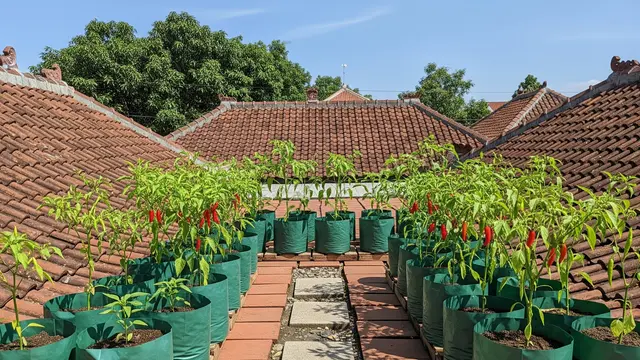 9 Model Kebun Cabai di Rooftop Rumah, Praktis dan Menguntungkan