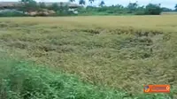 [VIDEO] Dihantam Angin Kencang, Puluhan Hektar Padi Rebah