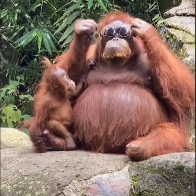Aksi Lucu Orangutan Pakai Kacamata Hitam yang Jatuh di Kandangnya