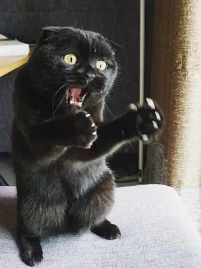 6 Potret Kucing Terlihat Kaget Ini Lucu, Bola Mata Melotot