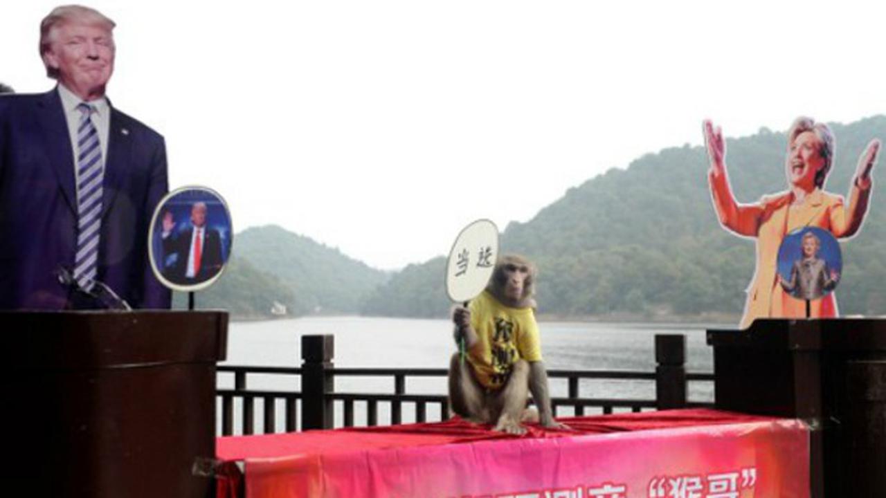 Monyet Peramal di Tiongkok Prediksi Trump Menang Pilpres