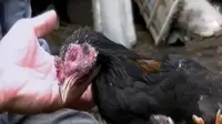 Ribuan ayam kampung di Desa Blater, Semarang, tiba-tiba mati secara mendadak.