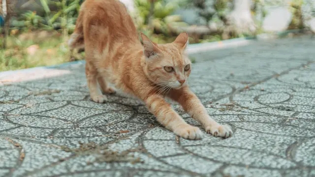 Alasan Kucing Meregangkan Tubuh Saat Melihat Orang