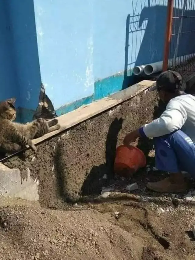 8 Potret Kucing Jadi Mandor Proyek Ini Bikin Geleng Kepala