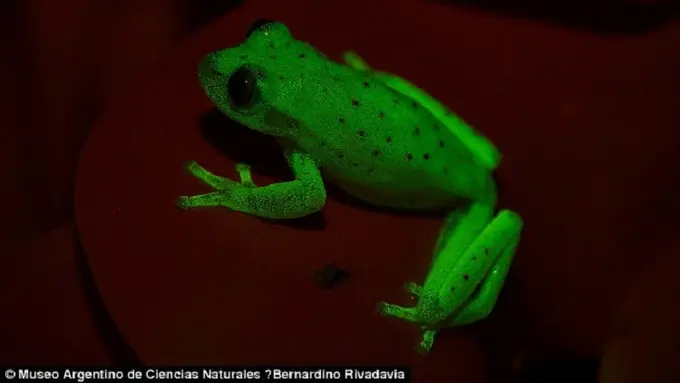 [Bintang] Katak menyala 
