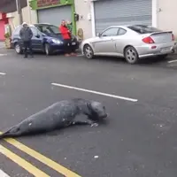 Anjing laut ini terlihat menyeberang jalan untuk berkunjung ke restoran kesukaannya. (Youtube)