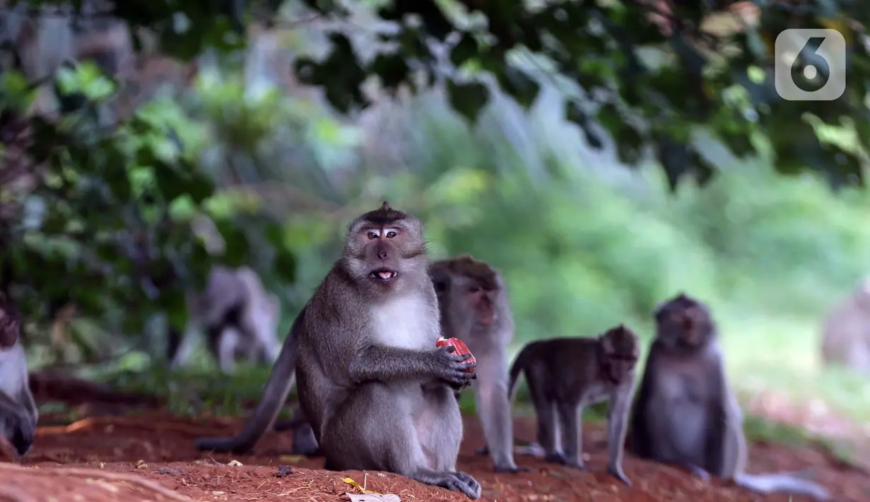 Monyet ekor panjang (Macaca Fascicularis) memakan buah yang dilemparkan warga di kawasan Suaka Margasatwa Muara Angke, Penjaringan, Jakarta, Sabtu (29/5/2021). Meski sudah ada larangan, namun pemberian makanan oleh warga kepada monyet ekor panjang masih terlihat. (Liputan6.com/Helmi Fithriansyah)