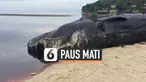 Warga dikejutkan dengan bau busuk yang berasal dari Pantai Gumasa, Filipina. Setelah ditelusuri, ternyata seekor paus sperma berukuran besar mati terdampar di pantai tersebut. Namun, belum diketahui penyebab matinya paus.