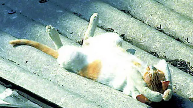 6 Potret Kucing Berjemur Ini Curi Perhatian, Pencari Vitamin D