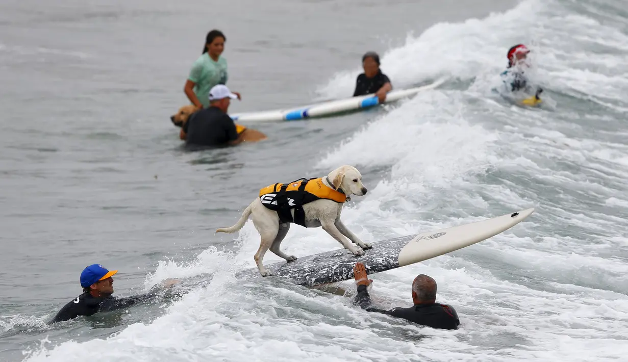 Seekor anjing besar ketika mengikuti kompetisi surfing anjing Petco Unleashed ke-10 di pantai Imperial, California, 1 Agustus 2015. (REUTERS/Mike Blake)