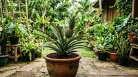 Cara Menanam Nanas Bisa Ditanam di Dalam Pot, Begini Merawatnya