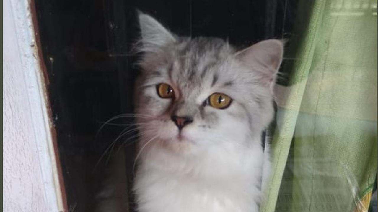 Manten Kucing, Ritual Unik Tulungagung Dipercaya Datangkan Hujan