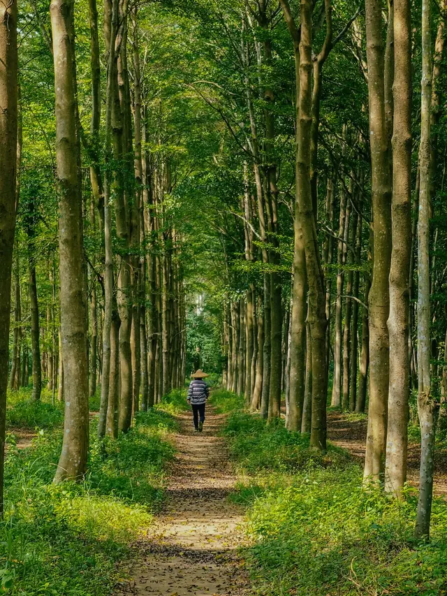 Ilustrasi pohon, hutan