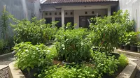8 Tanaman Pendamping Cabai yang Cocok untuk Teras Rumah, Bisa Jadi Hiasan