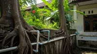 3 Cara Mencegah Akar Pohon Merusak Pipa Rumah Sebelum Terlambat
