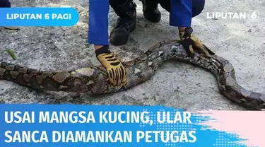 Warga di Pademangan, Jakarta Utara, dibuat heboh dengan munculnya seekor ular sanca yang baru saja memangsa kucing. Ular sanca tersebut langsung dievakuasi oleh Petugas Damkar dan akan diserahkan ke BKSDA.