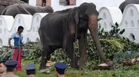Gajah kurus bernama Tikiri berada di Kuil Gigi, Kandy, Sri Lanka, Selasa (13/8/2019). Setelah mendapat kecaman warganet, gajah yang seumur hidupnya dipaksa ikut berparade dalam festival kostum itu akhirnya ditarik pihak berwenang untuk beristirahat dan berobat. (LAKRUWAN WANNIARACHCHI/AFP)