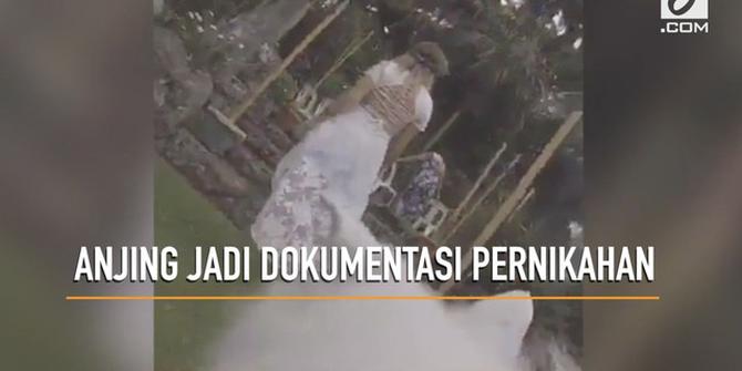 VIDEO: Aksi Anjing Jadi Juru Kamera Pernikahan Majikan