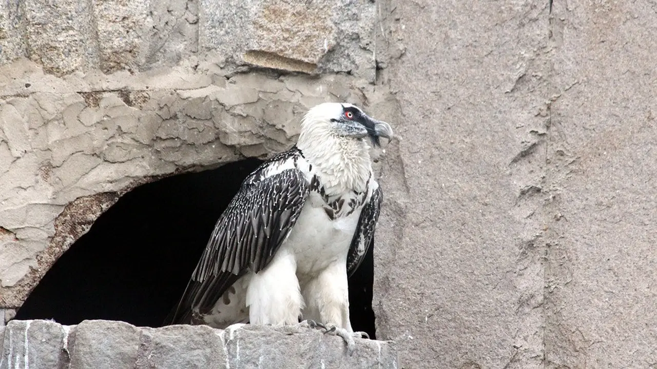 Bearded Vulture