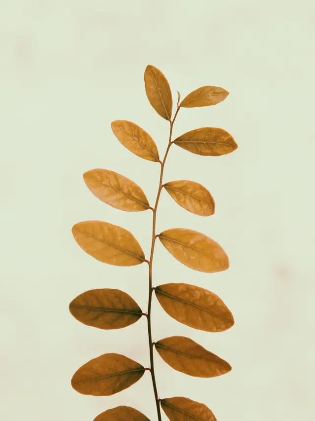 Merupakan Proses Perubahan Warna secara Alami