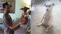 Kelakuan unik anjing (Sumber: Reddit/purellmysoul/withnailsandeyes)