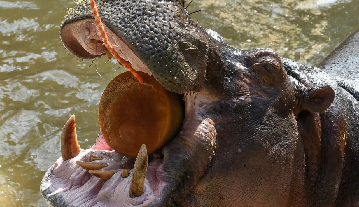 Seekor kuda nil memakan es krim di Kebun Binatang Santa Fe di Medellin, Kolombia pada 25 Januari 2020. Para penjaga kebun binatang memberikan es krim khusus pada hewan karena hamparan cuaca yang cukup panas di kota tersebut. (Photo by Joaquin SARMIENTO / AFP)
