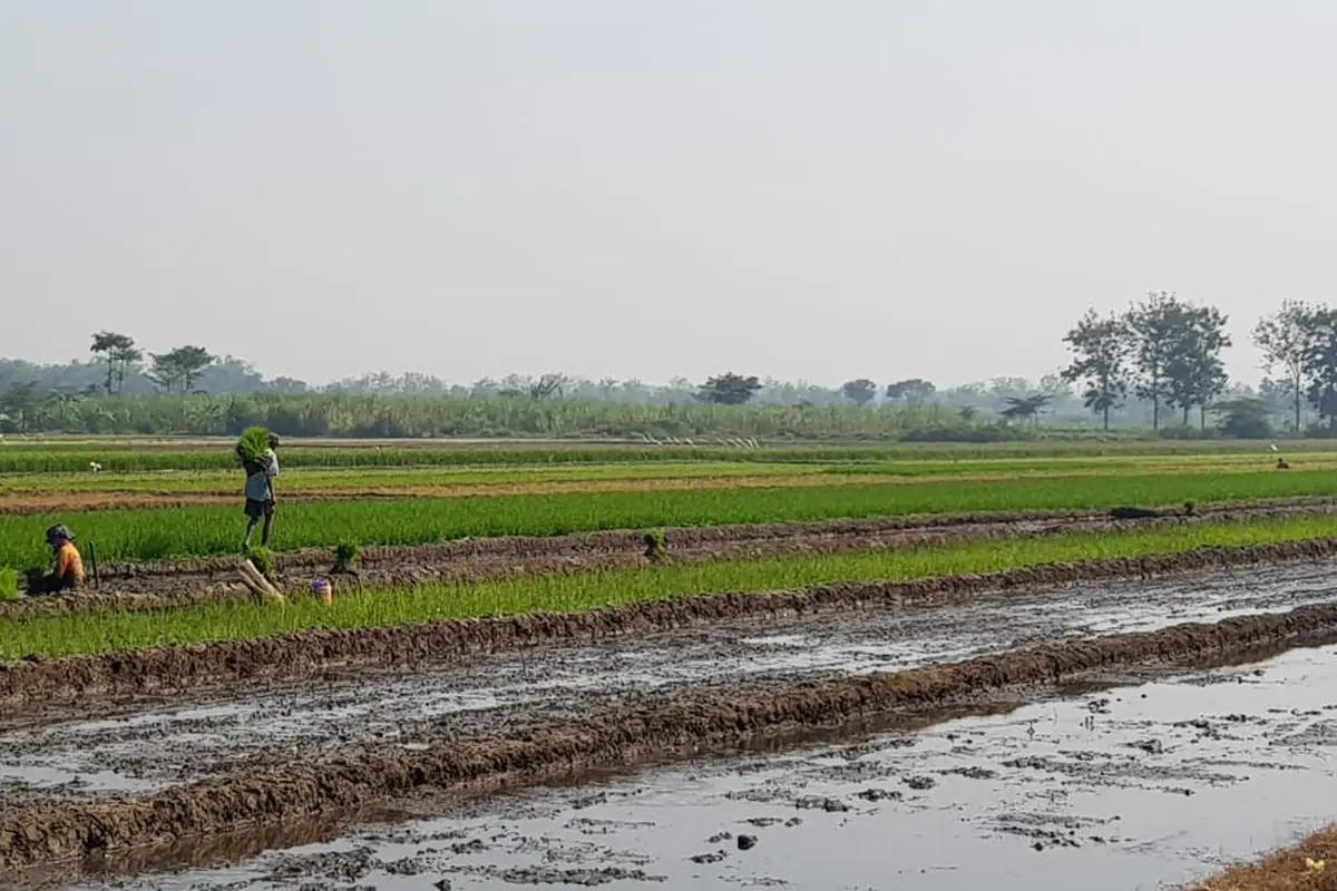 Lampung Selatan Segera Punya Perda Lahan Pertanian dan Pangan Berkelanjutan