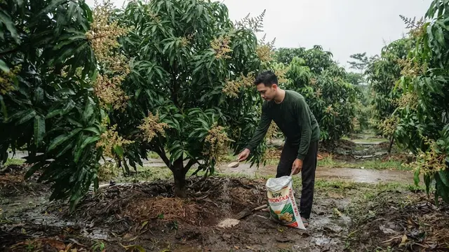 Membuat Tanaman Buah Tetap Berbunga saat Musim Hujan