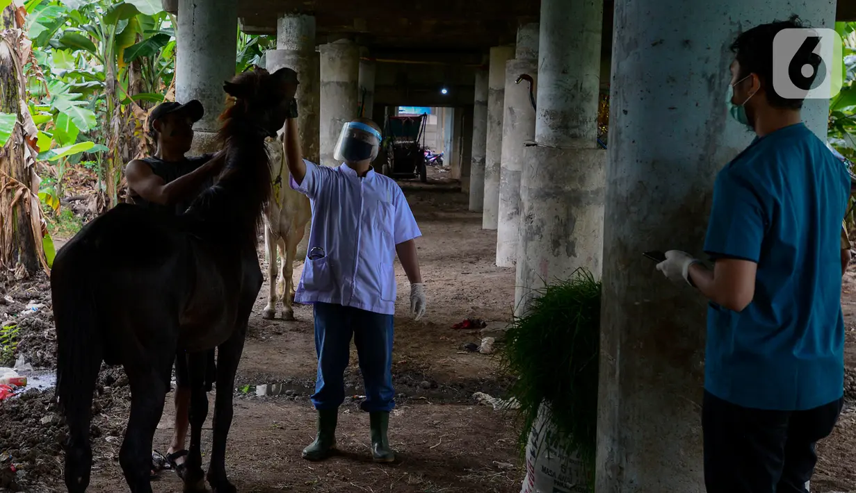 Dokter hewan Dinas Ketahanan Pangan, Kelautan dan Pertanian (KPKP) memeriksa kesehatan kuda delman di Jakarta, Sabtu (9/5/2020). Kegiatan tersebut dilakukan untuk memberi bantuan pakan dan pemeriksaan kesehatan kuda delman yang tidak beroperasi saat PSBB Jakarta. (merdeka.com/Imam Buhori)