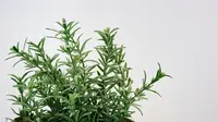 10 Tanaman Hias Sekaligus Herbal yang Cantik dan Fungsional, Percantik Rumah Sehatkan Keluarga