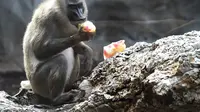 Seekor babon memakan buah beku di kebun binatang Bioparc di Valencia. Italia (23/7). Pemberian makanan beku ini dikarenakan suhu panas yang melanda Italia. (AFP PHOTO / Jose Jordan)