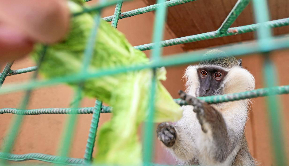 Salah Tolba, penjaga kebun binatang Mesir memberi makan seekor monyet di kebun binatang, Giza, Mesir, 28 April 2016. Kebun binatang ini adalah rumah bagi beberapa satwa liar mulai dari kera, kucing liar dan reptil. (REUTERS / Mohamed Abd El Ghany)