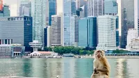 Monyet ekor panjang bersantai di area Marina Bay Sands, Singapura. (dok. Facebook/Sabrina K. Nguyen)