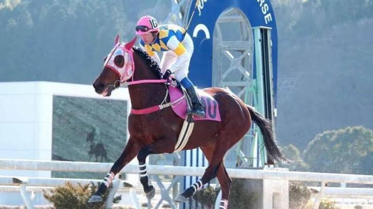 Haru Urara: Profile of the Legendary Racehorse Who Died at 29