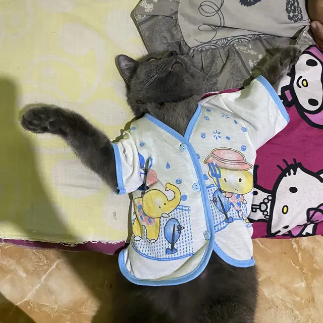 6 Potret Kucing Pakai Piyama Ini Bikin Gemas, Bak Bayi Manusia Sebelum Tidur