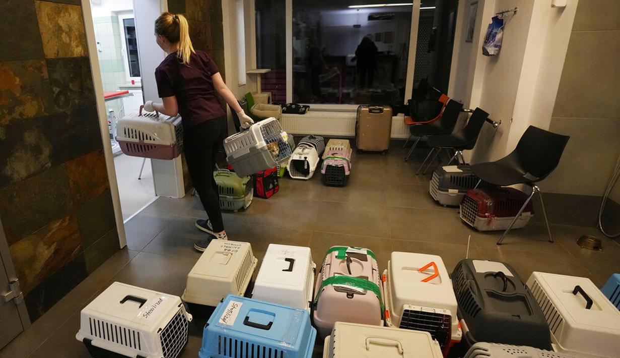 Dokter dan relawan merawat anjing dan kucing yang tiba dari Ukraina di Przemysl, Polandia, Selasa (8/3/2022). Sejak awal invasi Rusia, mereka telah berhasil mengevakuasi lebih dari 300 hewan yang telah dibawa ke Lviv dari bagian timur negara itu. (AP Photo/Czarek Sokolowski)