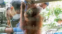 Penyelamatan orangutan dari Dusun Ampon, Desa Krio Hulu, Kecamatan Hulu Sungai, Kabupaten Ketapang. (Foto: Liputan6.com/IAR Indonesia/Aceng Mukaram)