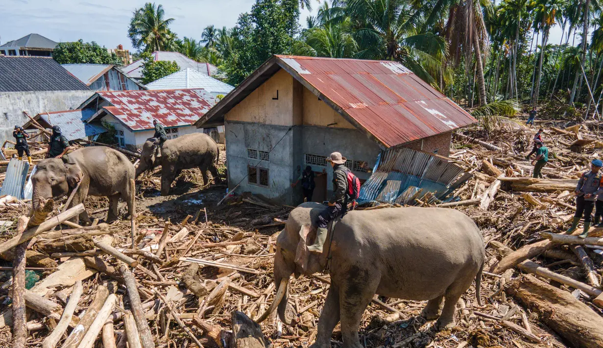 Pengerahan hewan ini untuk mempercepat proses pembersihan material sisa banjir bandang, terutama kayu-kayu gelondongan, yang menutupi kawasan permukiman warga. Tampak foto menunjukkan pandangan udara ketika tim pencari dan penyelamat gabungan mengerahkan gajah Sumatra untuk membantu membersihkan puing-puing pohon pasca banjir bandang di Meureudu, Kabupaten Pidie Jaya, Provinsi Aceh, pada Senin 8 Desember 2025. (CHAIDEER MAHYUDDIN/AFP)