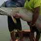 Nelayan menunjukkan ikan arapaima atau Pirarucu yang berhasil ditangkap dari Sungai Amazon di Brasil, 20 September 2017. Ikan yang memiliki tubuh bersisik kasar ini panjangnya dapat mencapai 3 meter dengan berat hingga 200 kilogram. (CARL DE SOUZA/AFP)