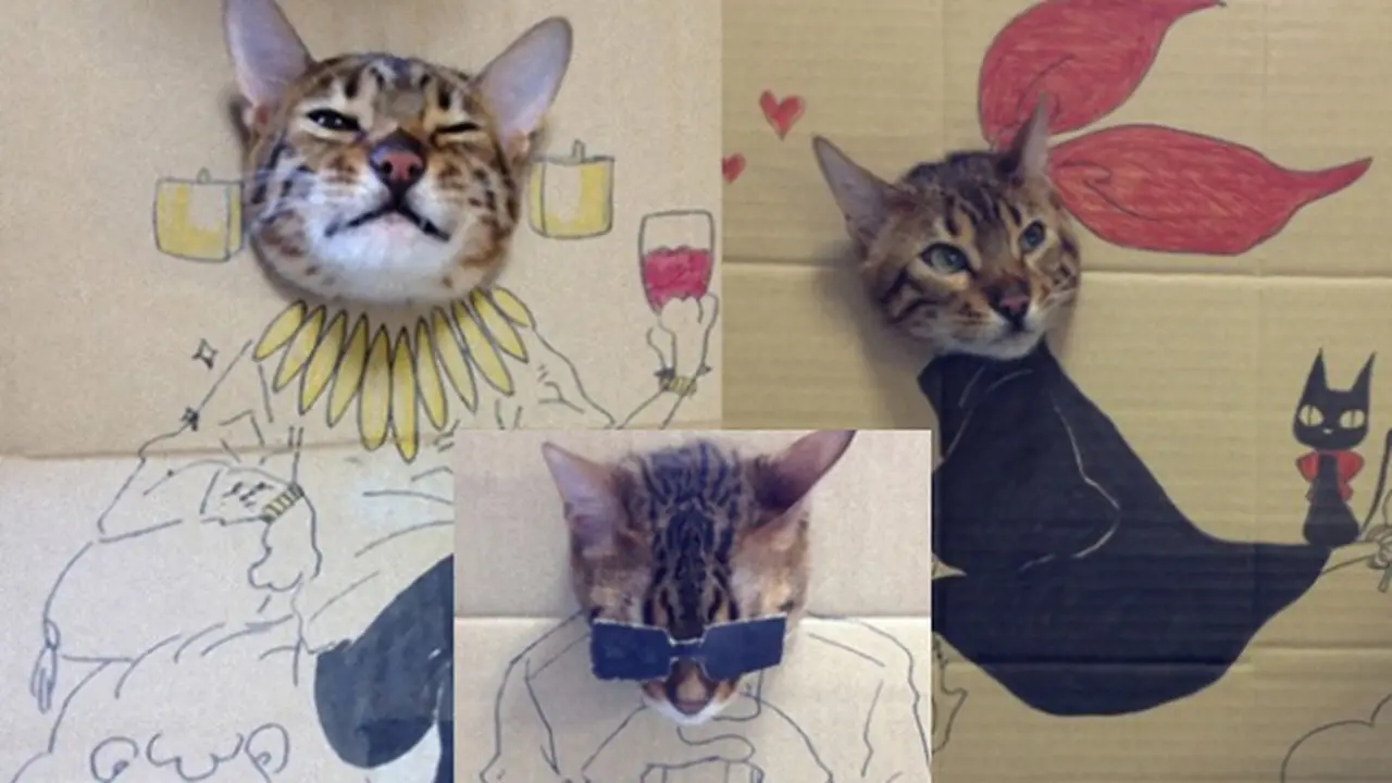 Lucunya Cosplay yang Dilakukan Seekor Kucing