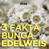 Apa saja fakta menarik dibalik bunga edelweis? Yuk, kita cek video di atas!