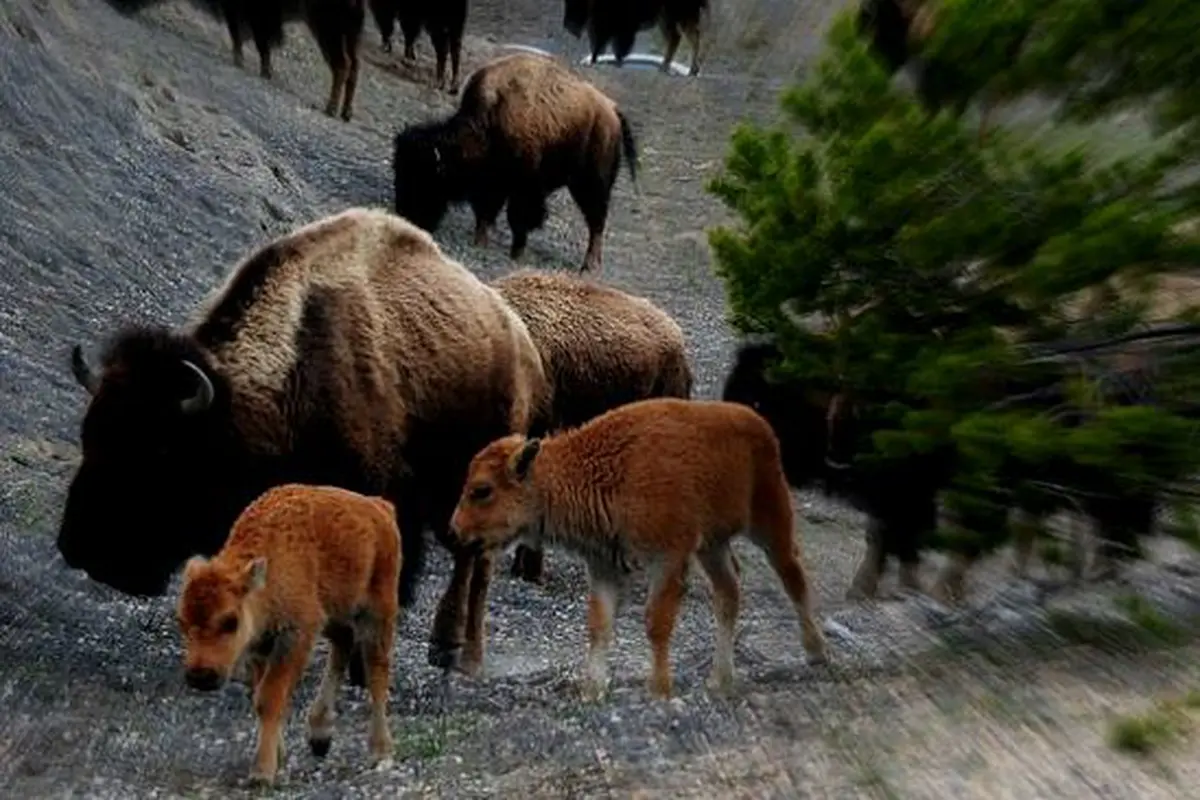 Ingin Selfie dengan Bison, Patuhi Aturan Jarak Aman