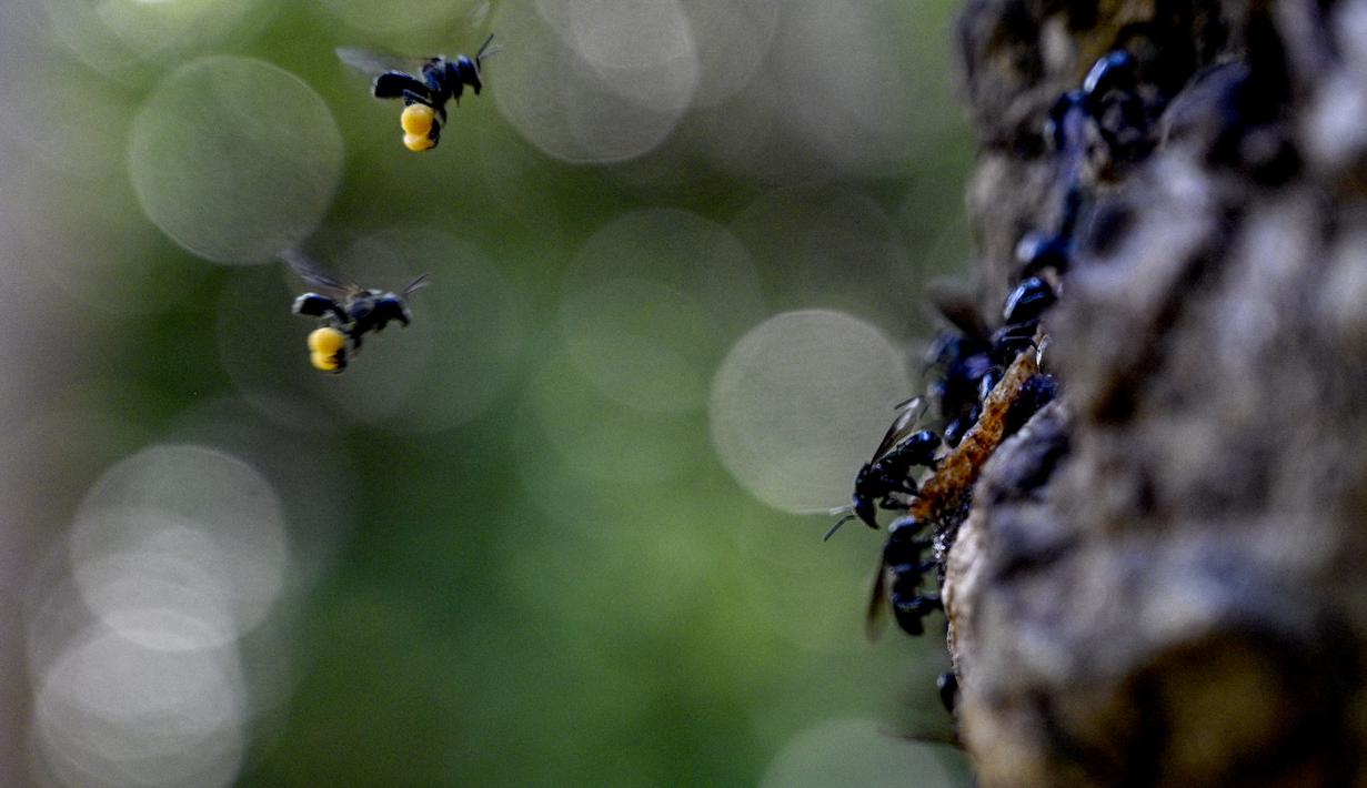 Lebah tak bersengat terlihat terbang di sebuah peternakan lebah di Pekan Bada, provinsi Aceh (20/2/2022). Lokasi ini jadikan eduwisata, sambil berwisata peserta belajar membudidaya lebah.  (AFP/Chaideer Mahyuddin)