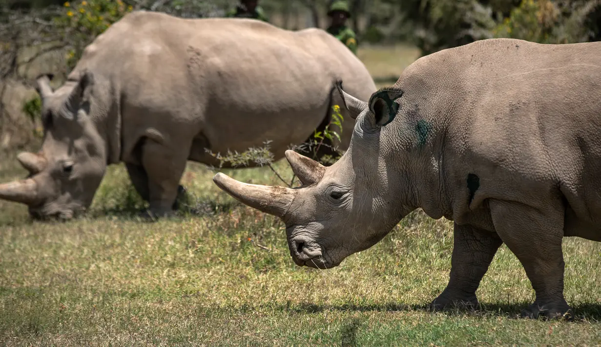 Dua badak betina putih, Fatu (19) dan Najin (30) merumput di kandang suaka margasatwa Ol Pejeta, 23 Agustus 2019. Para pakar hewan di Kenya berhasil mengambil telur-telur dari dua ekor badak putih yang masih tersisa di bumi, dalam upaya menyelamatkan spesies itu dari kepunahan. (AP/Ben Curtis)