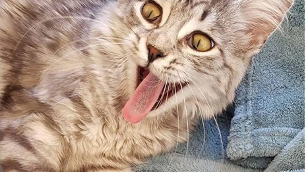 ekspresi kucing
