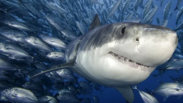 Foto: copyright huffingtonpost.com