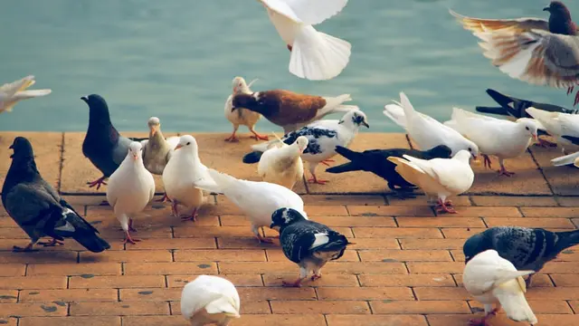Arti Mimpi Burung Merpati yang Memberi Pertanda Kedatangan Rezeki