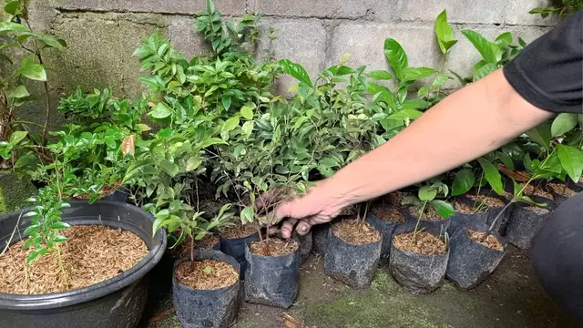 Rahasia Bibit Tabulampot yang Berbuah Lebat ala Perkebunan di Jogja